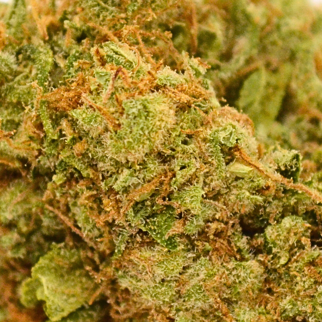 Fleur CBD Amnesia Haze Hydro Herbo'CBD Zoom