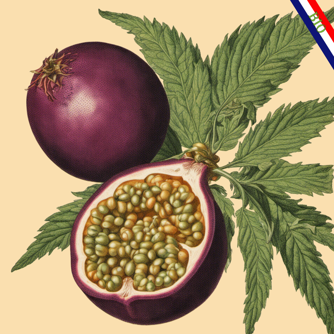 Fleur CBD Kush Passion Bio Française Herbo'CBD