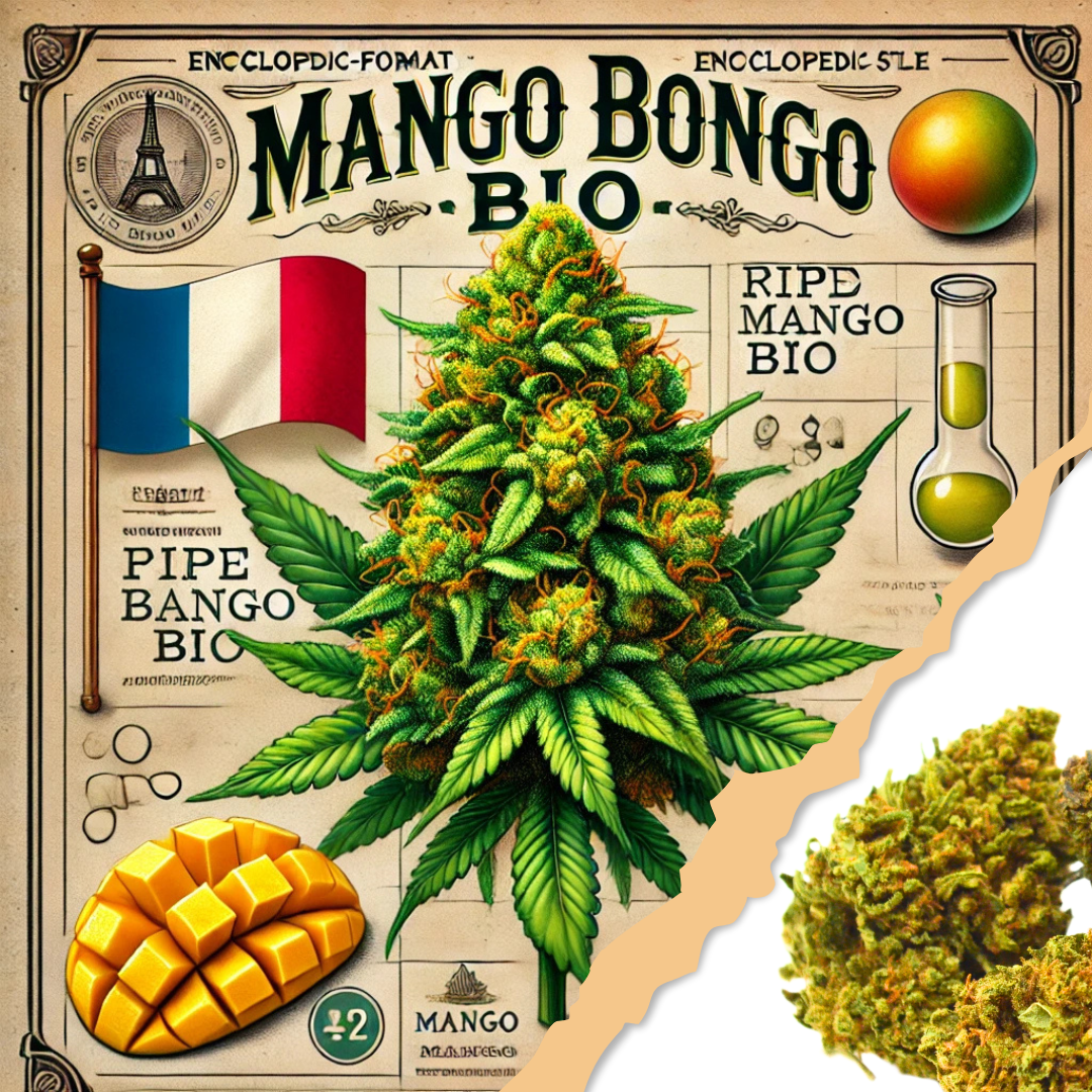 Fleur CBD <br> La Mango Bongo BIO