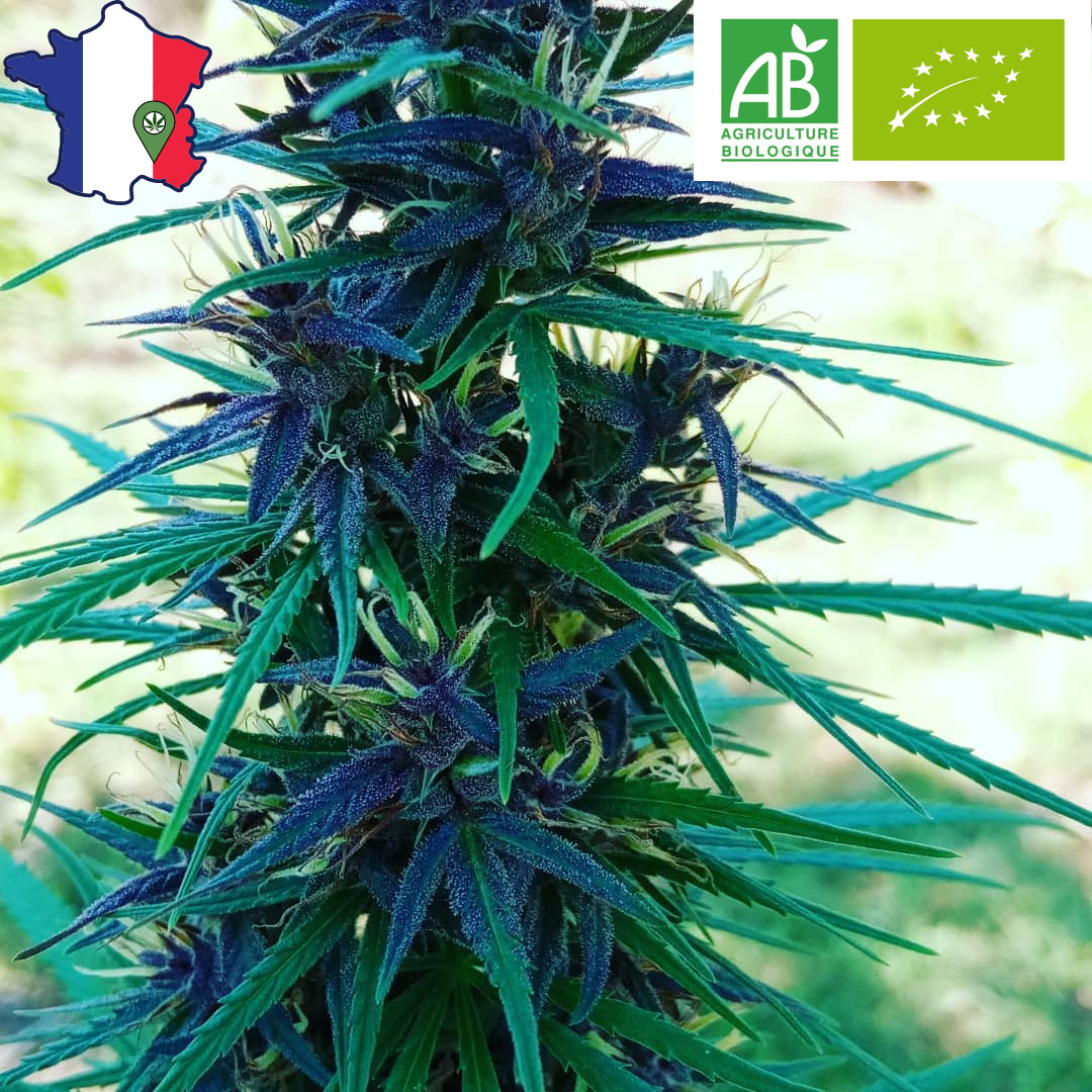 Le "Mousseuh" Pollen CBD 100% DRYSIFT Artisanal CBD/CBG - Herbo'CBD 🍀
