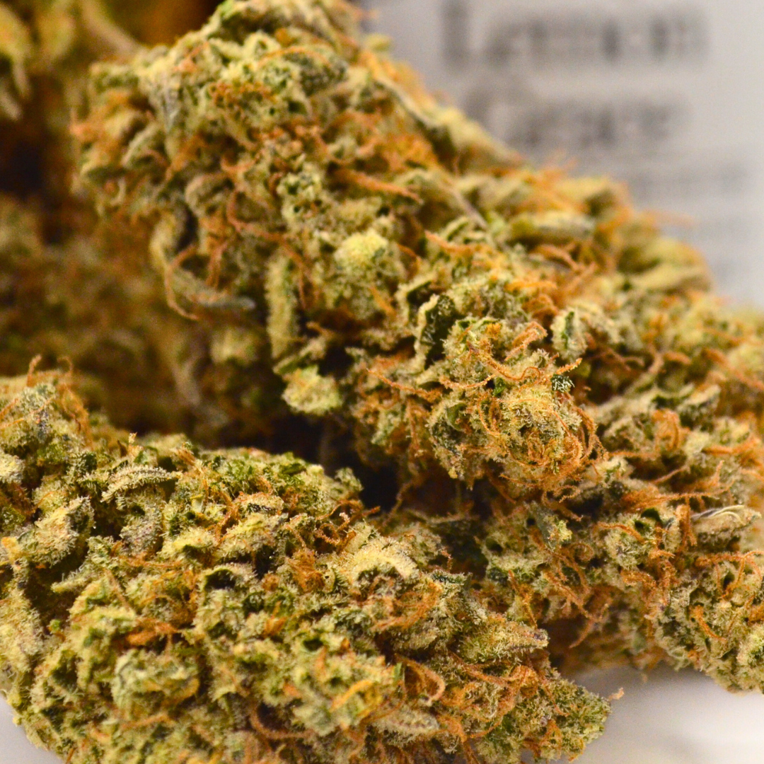 Pack CBD Pharma + Premium