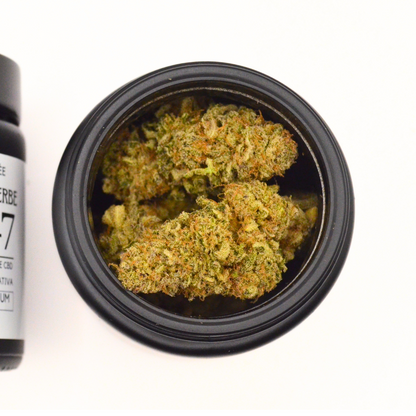 Pack CBD Pharma + Premium
