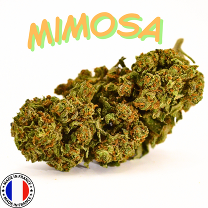 Mimosa | Fleur CBD GlassHouse Bio Française 🍊