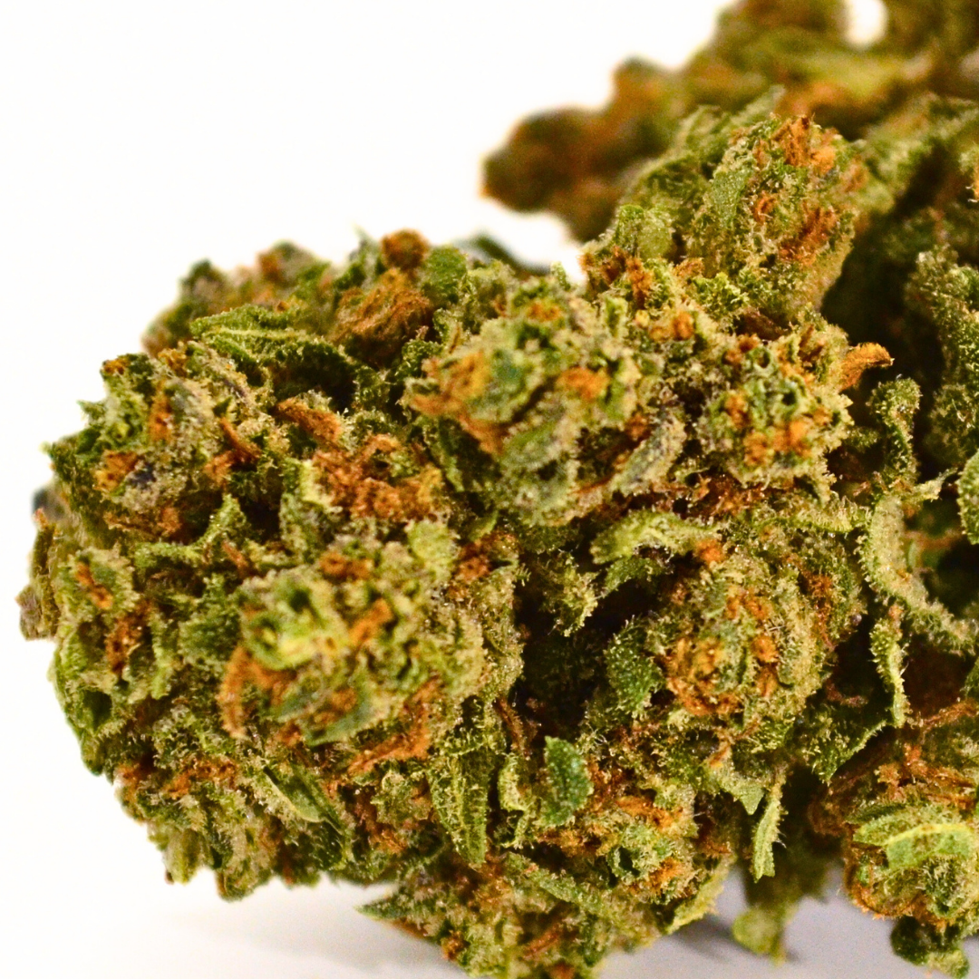 Mimosa | Fleur CBD GlassHouse Bio Française 🍊