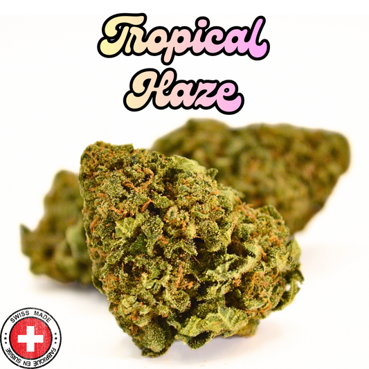 Tropical Haze | Fleur CBD Indoor Suisse Exotique 🌴