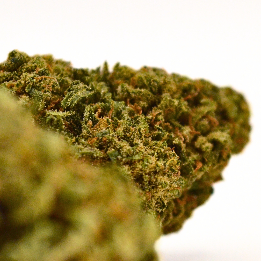 Tropical Haze | Fleur CBD Indoor Suisse Exotique 🌴