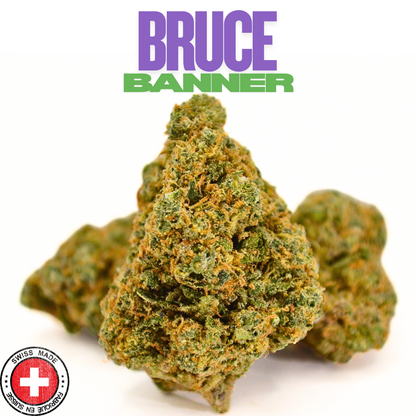 Pack Nouveauté Indoor 🔥