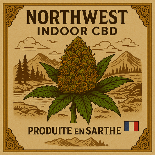 Fleur de CBD NORTH WEST cultivée en France par Herbo'CBD