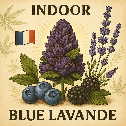 Fleur CBD <br> La Blue Lavande FR - édition limitée