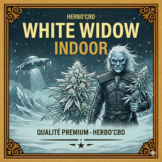 White Widow | Fleur CBD Indoor Suisse Premium 🕸️