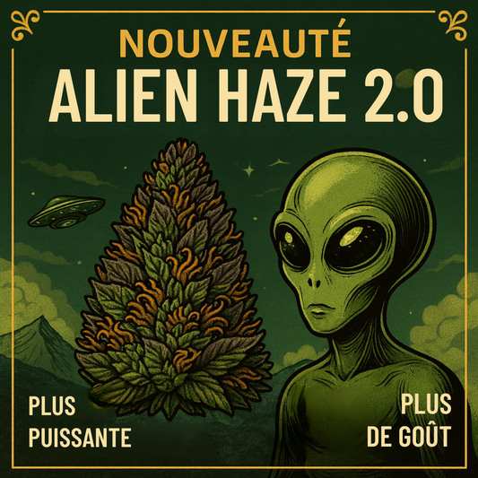 Fleur CBD <br> ALIEN HAZE 2.0 <br> Sélection Herbo'CBD
