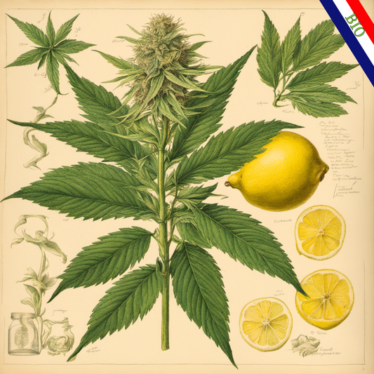 Fleur CBD LEMONADE Française BIO Herbo'CBD