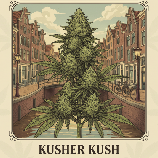 Fleur CBD | Kusher Kush | Indoor Hydro