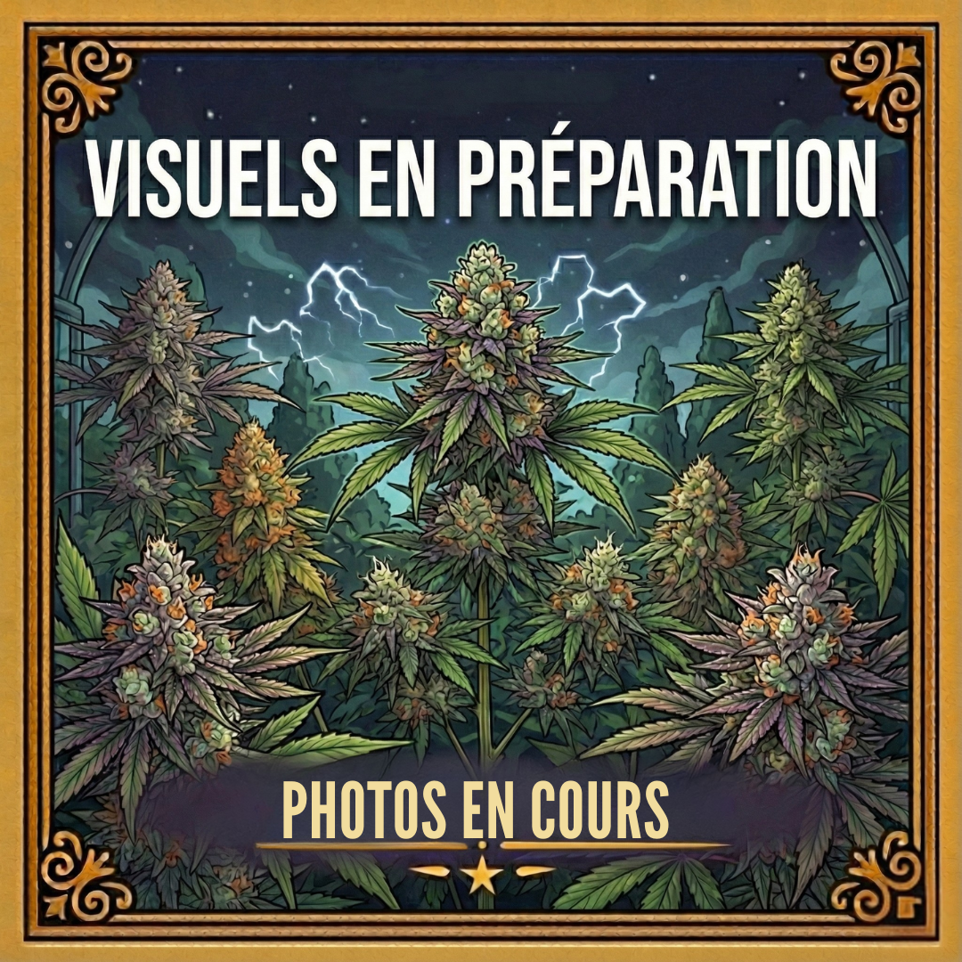 HQCT | Fleur CBD Outdoor Française 🌿