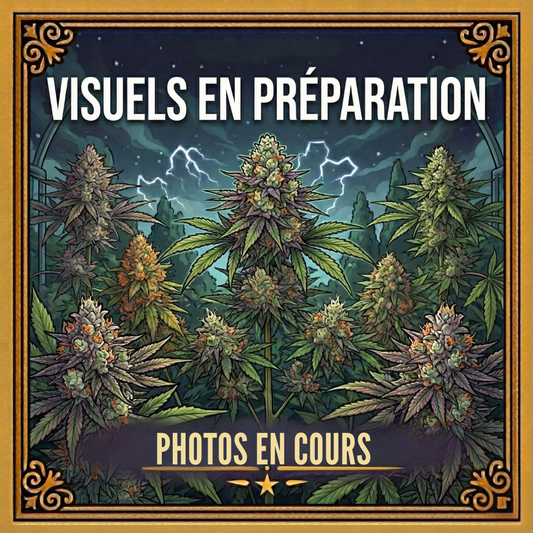 HQCT | Fleur CBD Outdoor Française 🌿