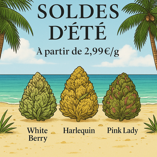 SOLDES 2025 | Fleurs Basic à partir de 2.99€ le G